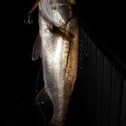 ニューロッド&ニューリール入魂完了