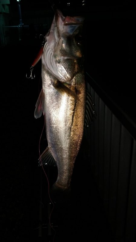 ニューロッド&ニューリール入魂完了