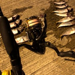 アジはまだ小さいのばかり