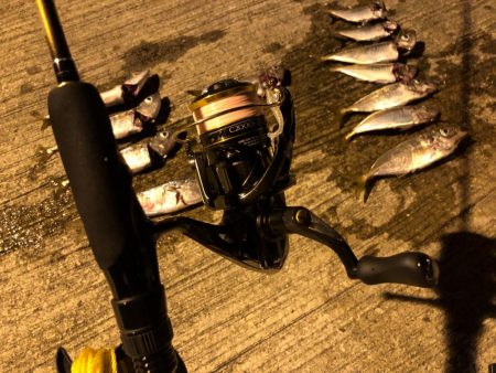 アジはまだ小さいのばかり