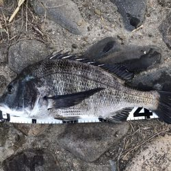 姫路年無し3枚‼️（イチノ兄弟）