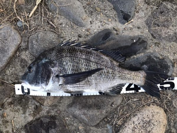 姫路年無し3枚‼️（イチノ兄弟）