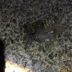 ケンサキチャレンジ