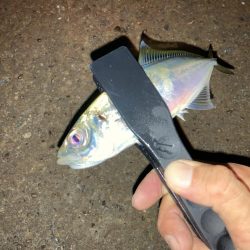 癒されすぎるアジング!