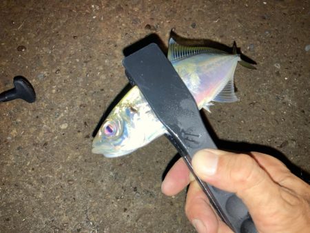 癒されすぎるアジング!