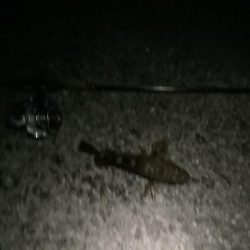 劇渋 テキサスリグでの釣り