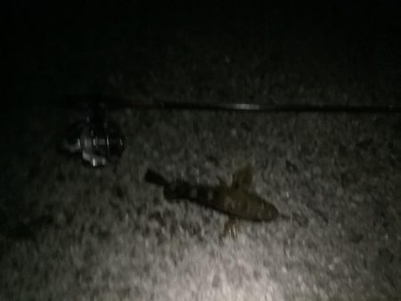 劇渋 テキサスリグでの釣り