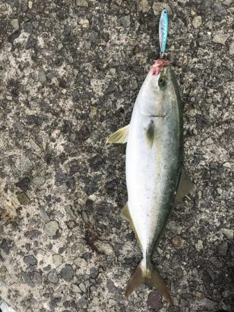 初淡路島で青物！