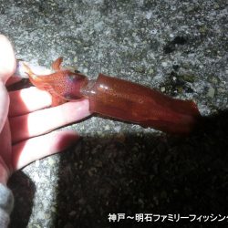 三蜜を避けて人が少ないポイントでケンサキ狙い