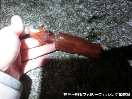 三蜜を避けて人が少ないポイントでケンサキ狙い