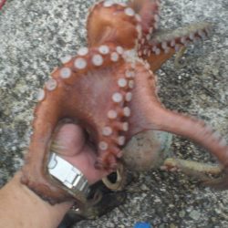 今年最大930gタコ