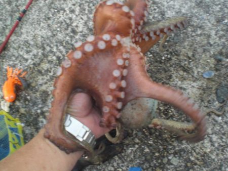 今年最大930ｇタコ