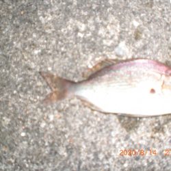 お盆墓参り+釣り