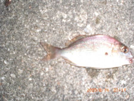 お盆墓参り+釣り