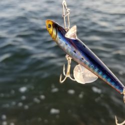 狙ってボラファイト。シーバスはどこへ？