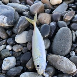 金魚かと思った!