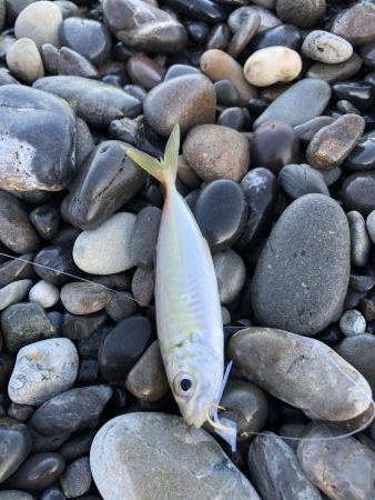 金魚かと思った！