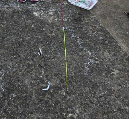 カタクチイワシ