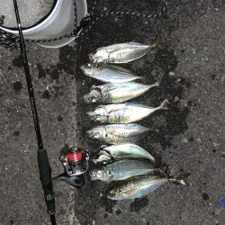 アジング楽しい〜