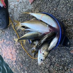 じあい短いが入れ食い
