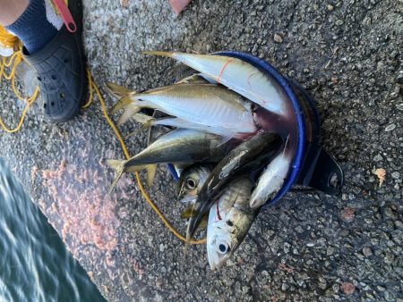じあい短いが入れ食い