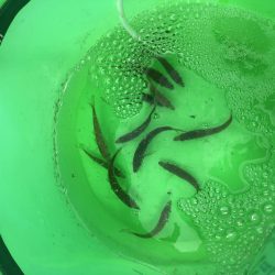 豆アジで呑ませ