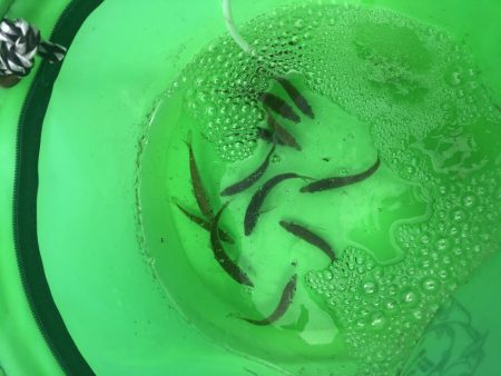 豆アジで呑ませ