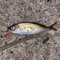 アジング中の思わぬゲスト