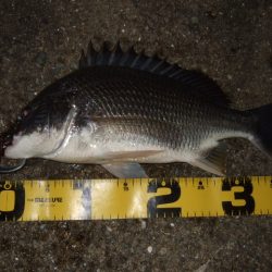 真夏のチニング