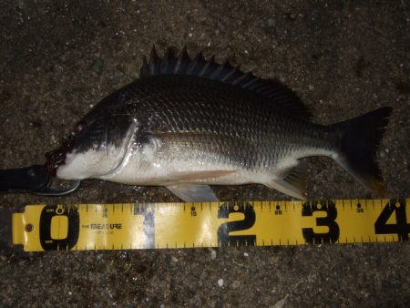 真夏のチニング