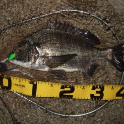 テトラでマチヌ