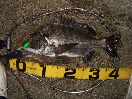 テトラでマチヌ