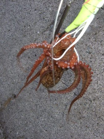 そろそろ減ってきたかな