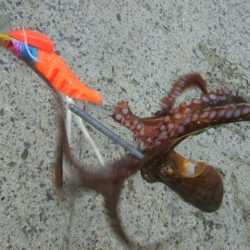 夕マズメからタコ釣り