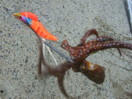 夕マズメからタコ釣り