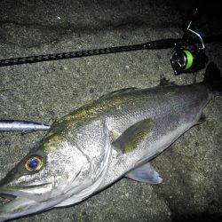 ランカーシーバス