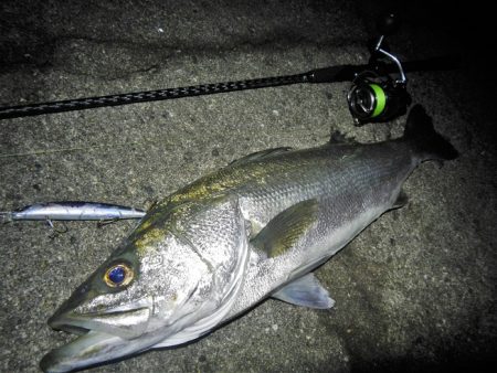 ランカーシーバス