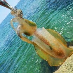 アオリイカ調査