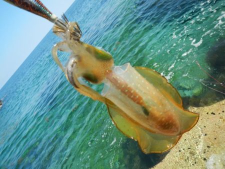 アオリイカ調査