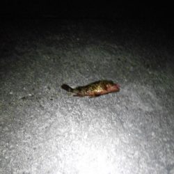 あたりはあるが…カサゴのみ