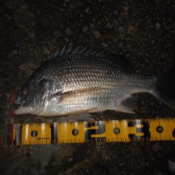 シーバス狙いでしたが…。