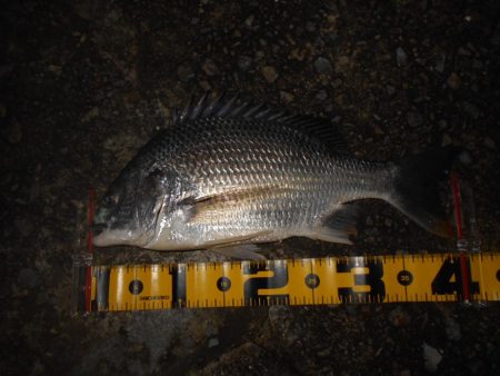 シーバス狙いでしたが…。