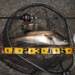 真夏の夜の釣り