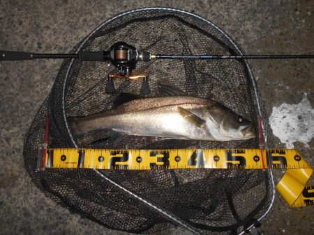 真夏の夜の釣り