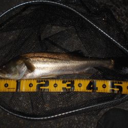 ボチボチ活性が上がり出す？