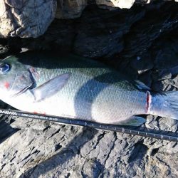 地磯にて30cmアップのグレ3匹