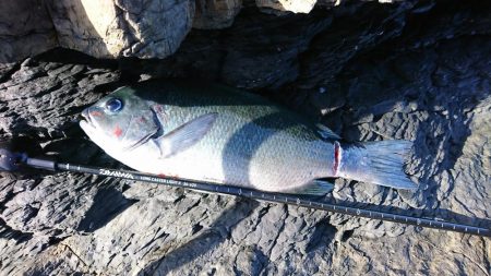 地磯にて30cmアップのグレ3匹