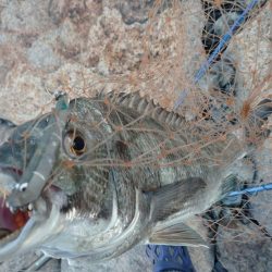 夕方チヌトップ