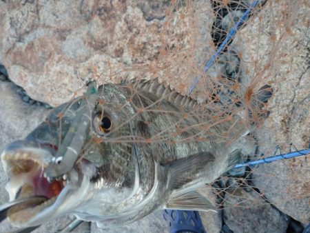 夕方チヌトップ