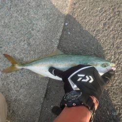 ツバスのボイル